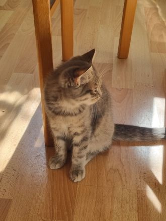 Zauberhafte BKH (Silver Tabby / getigert) Kitten in liebevolle Hände abzugeben