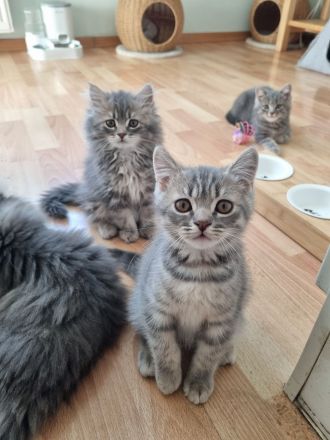 Zauberhafte BKH & BLH Kitten in liebevolle Hände abzugeben