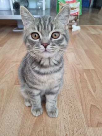 Zauberhafte BKH (Silver Tabby / getigert) Kitten in liebevolle Hände abzugeben