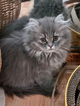 3 x kleine BKH/BLH Neujahrs-Wunder suchen ihr neues Zuhause!