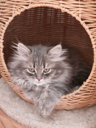 Zauberhafte BKH & BLH Kitten in liebevolle Hände abzugeben