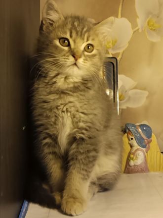 Wunderschöne BKH Dame such liebevolles Zuhause