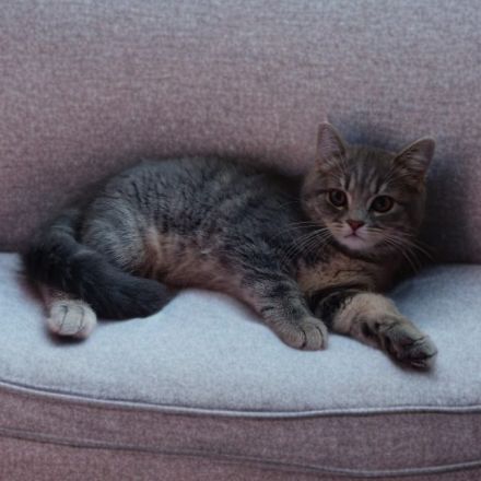 Wunderschöne BKH Dame such liebevolles Zuhause