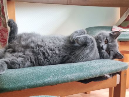 Britisch Kurzhaar Bärchen sucht sein Für-immer-Zuhause!