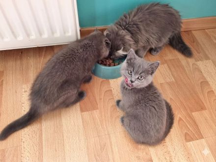 3 x kleine BKH/BLH Neujahrs-Wunder suchen ihr neues Zuhause!