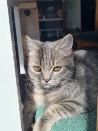 Zauberhafte BKH (Silver Tabby / getigert) Kitten in liebevolle Hände abzugeben