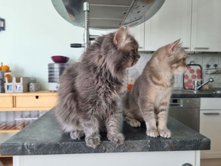 Zauberhafte BKH (Silver Tabby / getigert) Kitten in liebevolle Hände abzugeben