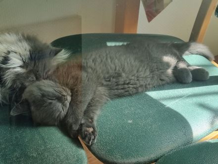 3 x kleine BKH/BLH Neujahrs-Wunder suchen ihr neues Zuhause!