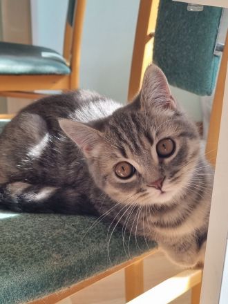 Zauberhafte BKH (Silver Tabby / getigert) Kitten in liebevolle Hände abzugeben