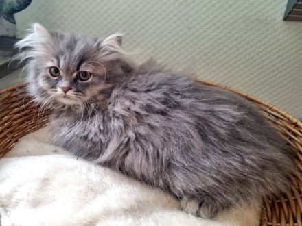 3 x kleine BKH/BLH Neujahrs-Wunder suchen ihr neues Zuhause!