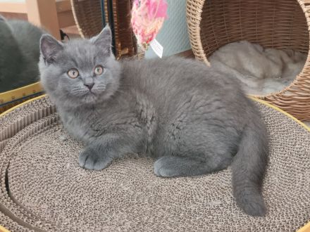 3 x kleine BKH/BLH Neujahrs-Wunder suchen ihr neues Zuhause!