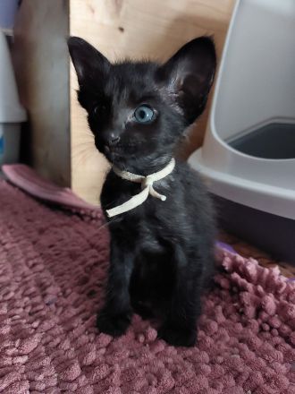 Javanesen, ähnl. OKH Kitten