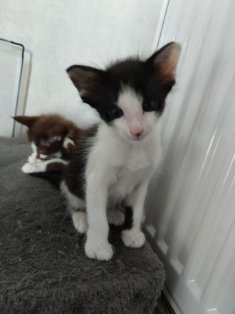 Javanesen, ähnl. OKH Kitten
