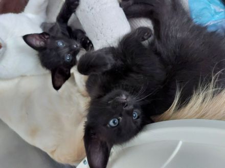 Javanesen, ähnl. OKH Kitten