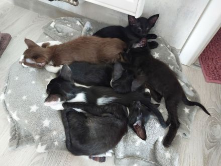 Javanesen, ähnl. OKH Kitten