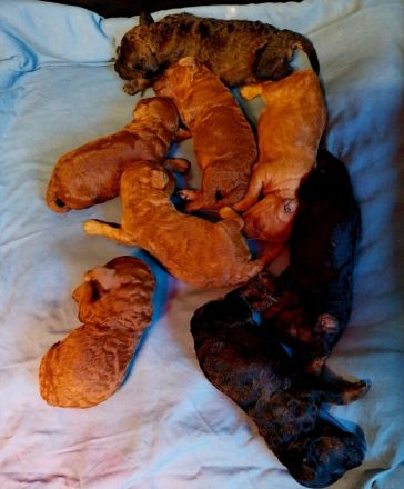 gesunde Kleinpudelwelpen mit Ahnentafel