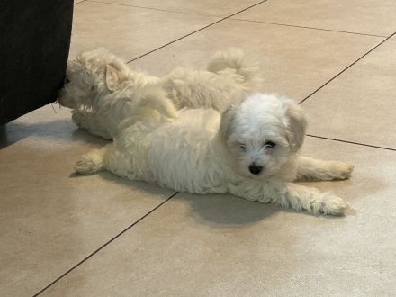 Maltipoo Welpen abzugeben