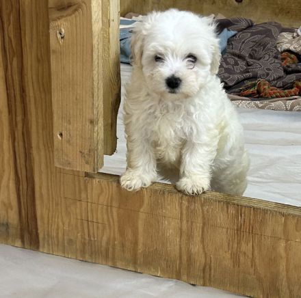 Maltipoo Welpen abzugeben