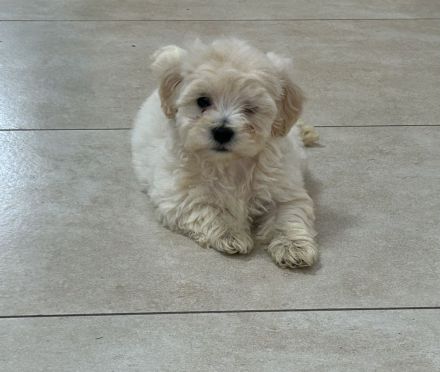 Maltipoo Welpen abzugeben