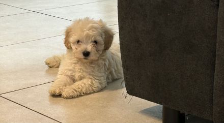 Maltipoo Welpen abzugeben