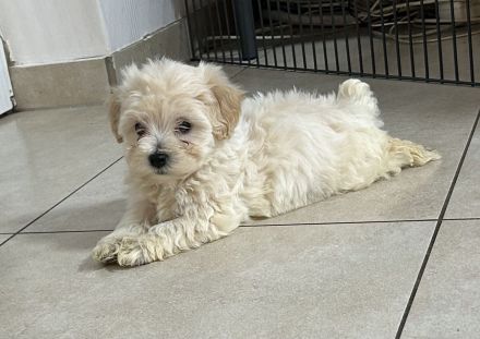 Maltipoo Welpen abzugeben
