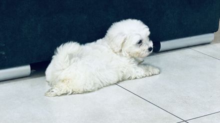 Maltipoo Welpen abzugeben