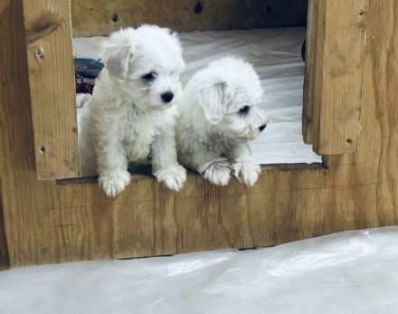Maltipoo Welpen abzugeben