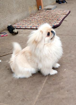 Hübsches reinrassiges Pekinesen Mädel