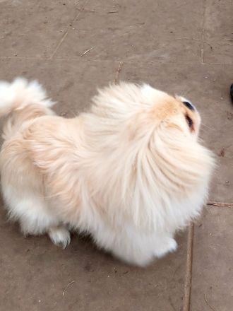 Hübsches reinrassiges Pekinesen Mädel