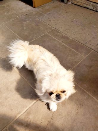 Hübsches reinrassiges Pekinesen Mädel