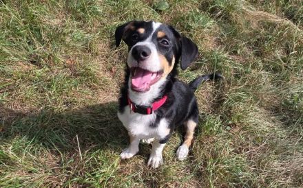 Süßling Lir gehört zu DIR!