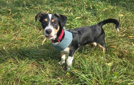 Süßling Lir gehört zu DIR!