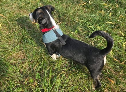 Süßling Lir gehört zu DIR!