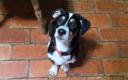 Süßling Lir gehört zu DIR!