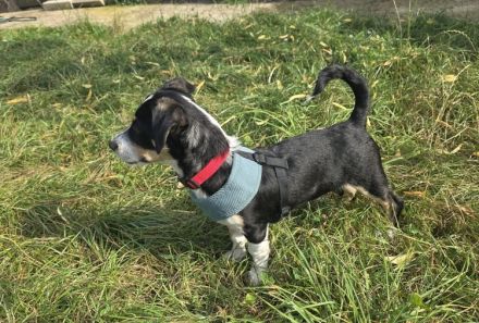 Süßling Lir gehört zu DIR!