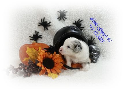 4 Musketiere und Mylady de Winter