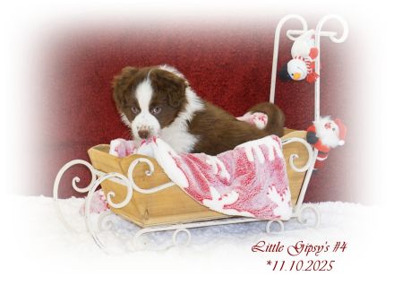 Aktuell suchen noch 2 Musketiere, Porthos & Aramis, das perfect match