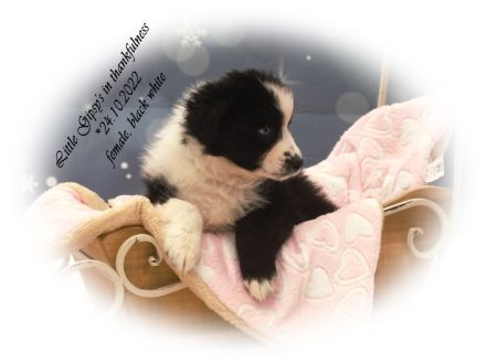 4 Musketiere und Mylady de Winter