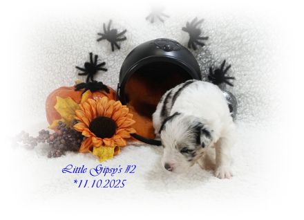 4 Musketiere und Mylady de Winter