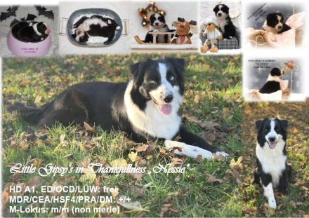 Aktuell suchen noch 2 Musketiere, Porthos & Aramis, das perfect match