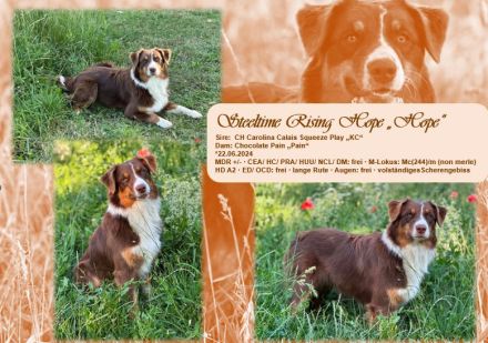 Australian Shepherd Welpen suchen ihr perfektes Zuhause!