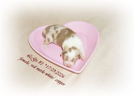 Australian Shepherd Welpen suchen ihr perfektes Zuhause!