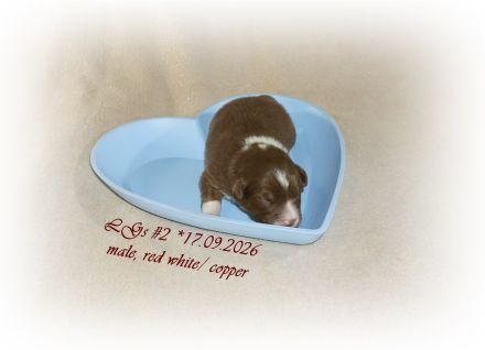 Australian Shepherd Welpen suchen ihr perfektes Zuhause!