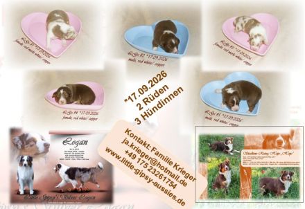 Australian Shepherd Welpen suchen ihr perfektes Zuhause!