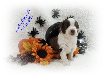 4 Musketiere und Mylady de Winter