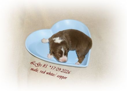 Australian Shepherd Welpen suchen ihr perfektes Zuhause!