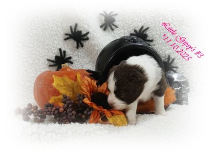 4 Musketiere und Mylady de Winter