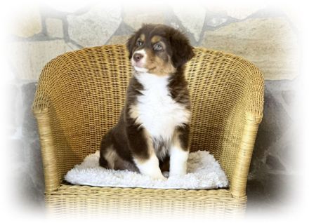 Australian Shepherd Hündin sucht ihr perfect match