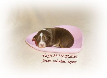 Australian Shepherd Welpen suchen ihr perfektes Zuhause!