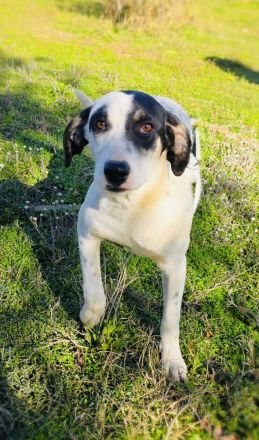 Momo ein toller Familienhund